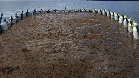 Seafields A test floating barrier containing Sargassum seaweed