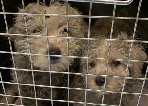 PA Media They were found in 'appalling conditions' and were ill