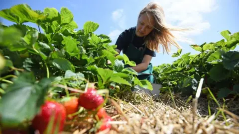 PA Media Chilton Manor Farm in Kent