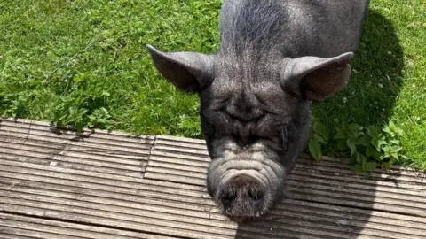 Annette Carrig black pig on the grass in the sun