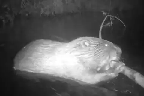 Krzysztof Dabrowski Night footage of a beaver in a stream