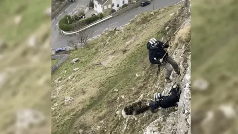 RSPCA Cymru RSPCA inspectors abseil down a cliff face on Llandudno's Great Orme to rescue a sheep