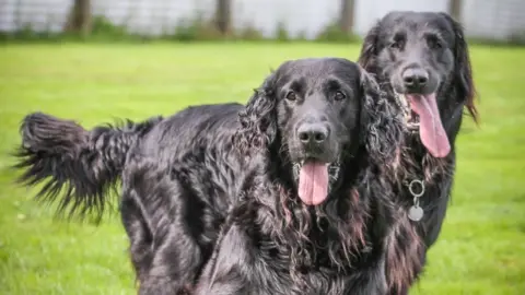 Jillian Tisdale Jillian's dogs