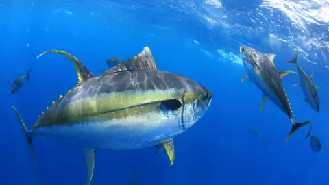 IUCN Tuna