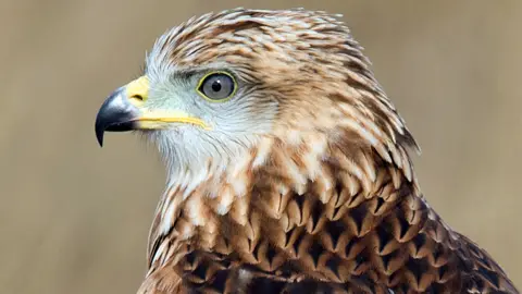 Getty Images Red kite