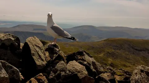 Jack MacLachlan Seagull