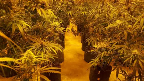 Suffolk Constabulary Cannabis plants