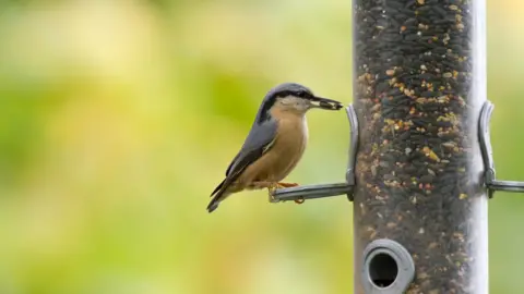 BTO/Paul Newton Nuthatch