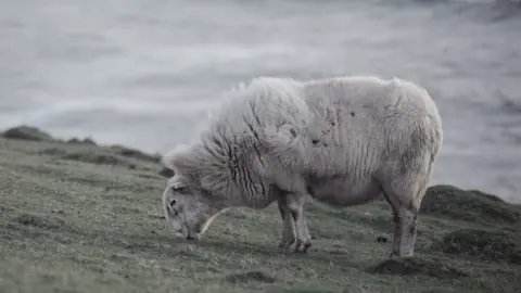 Ela Fraczkowska Sheep at Ela Fraczkowska from Cardiff