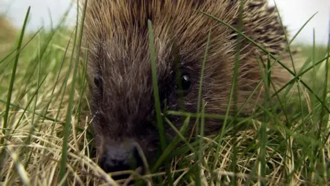 Andrew Milligan/PA Wire Hedgehog