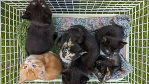 RSPCA Kittens