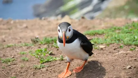 Mandy Llewellyn Puffin in Skomer Island