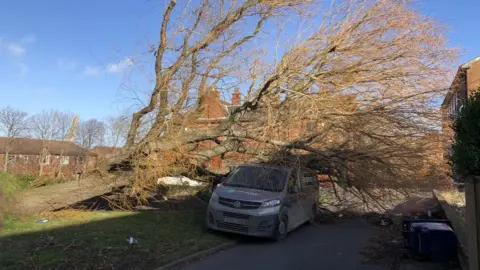 Tree brought down on top of van