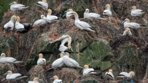 Alderney Wildlife Trust Alderney's gannets