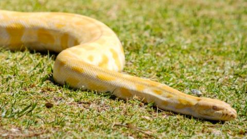 Police alert after large yellow python goes missing - BBC News