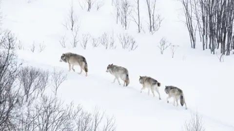 Getty Images Wolves in Norwegian winter forest