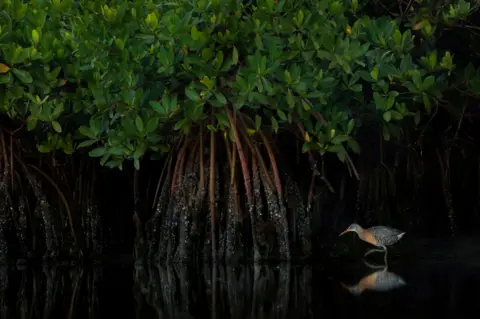 Caleb Hoover A clapper rail walks in water in a mangrove forest in the USA