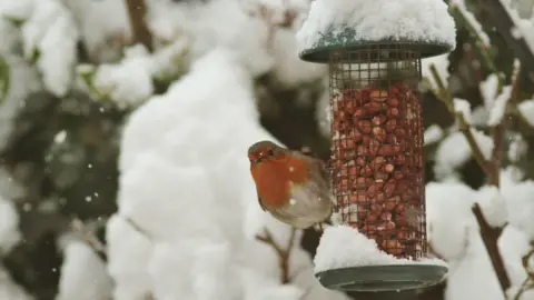 April/Weather Watchers A robin in the snow