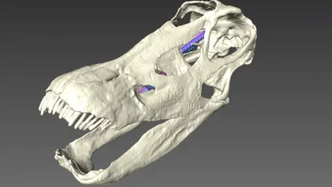 Bristol University 3D scan of diplodocus skull (c) Bristol University
