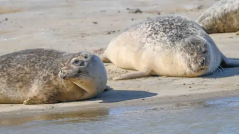 Seals on beach