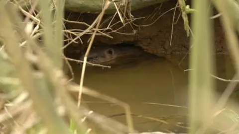 Beaver in water