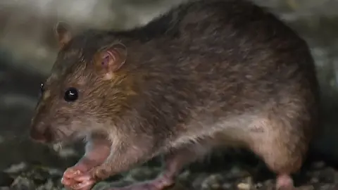 AFP via Getty Images A rat in Tokyo's Shinbashi area, near the Tsukiji fish market.