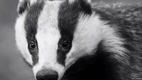 Getty Images Badger (Getty Images)