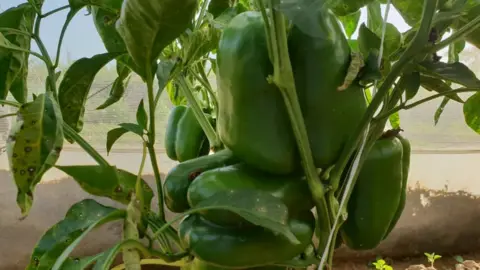 Adaobi Tricia Nwaubani Plant