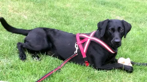 Royal Veterinary College Lottie