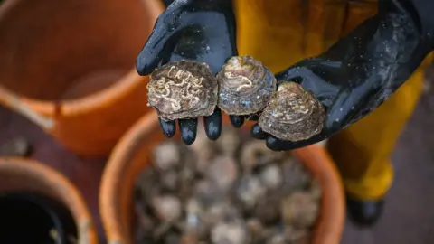 Jeff J Mitchell/Getty Images Fisherman holding oysters