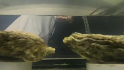 Dr Michael Steinke in Essex Univ laboratory with oysters