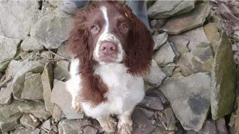 Arran Lester stolen spaniel Bella