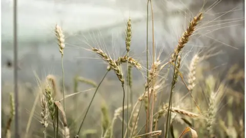 JIC Wheat that has been gene edited to recreate a mutation found only once in nature which increases grain size and so has the potential to boost yields.