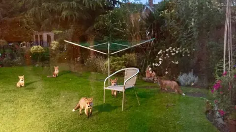 Annie Brookes Foxes in garden