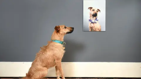 Affordable Art Fair dog portrait