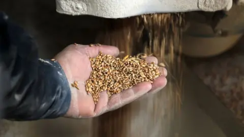 Getty Images Wheat mill worker holding grains in a Gaza mill