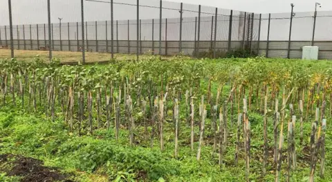 Tree nursery