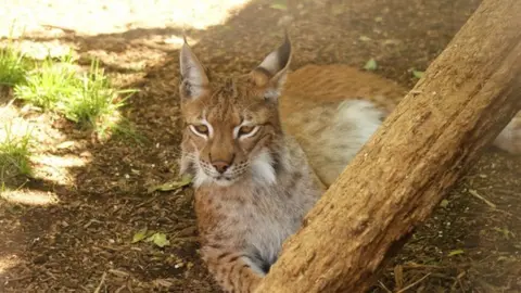 Robert Lamb/Geograph Eurasian Lynx