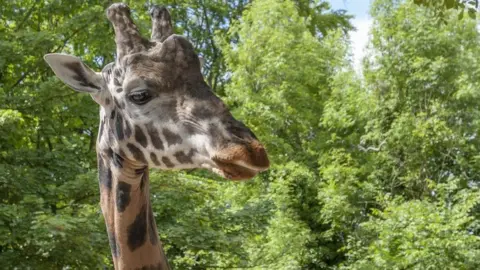 Dudley Zoo Kubwa