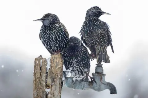 Jonathan Need Starling birds sitting on a tap in the snow