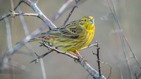 Anthony P Morris Yellowhammer at Otmoor