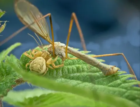 Colin Edwards Crab spider catching a crane fly in September