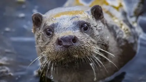 Carol Gadd A dark brown wet and shiny water otter looks directly into the camera as it peers up from water