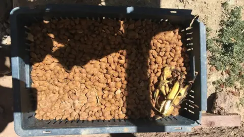 BBC apricot seeds for recycling