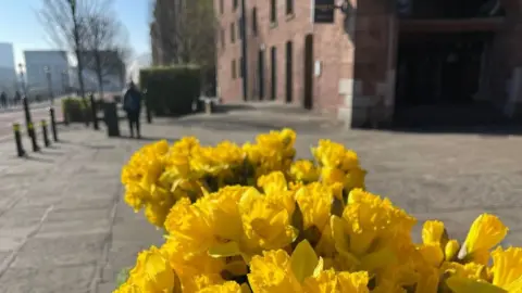 Royal Albert Dock Liverpool Daffodils at Albert Dock