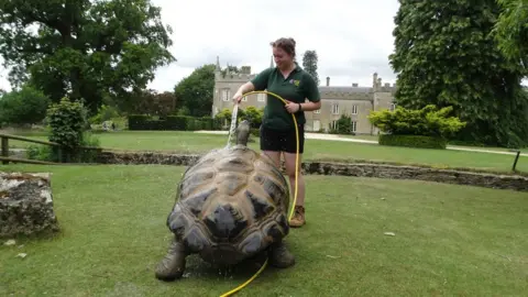 Philip Joyce George the Giant Tortoise