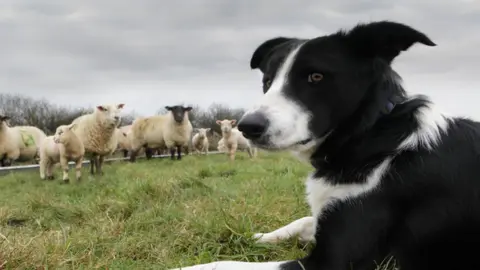 Getty Images Dog in field with sheep