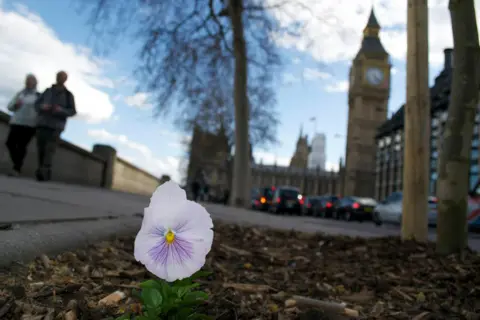 Paul Harfleet Pansy with Big Ben in the background