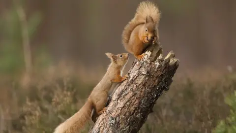 Peter Cairns Red squirrels