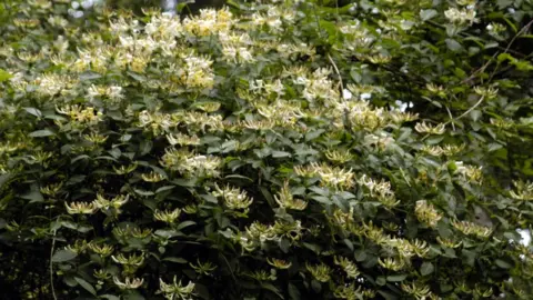 BBC Honeysuckle bush